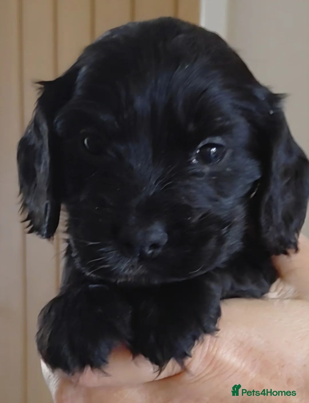 Cocker Spaniel dogs for sale: Stunning Black Spaniels - Advert 4