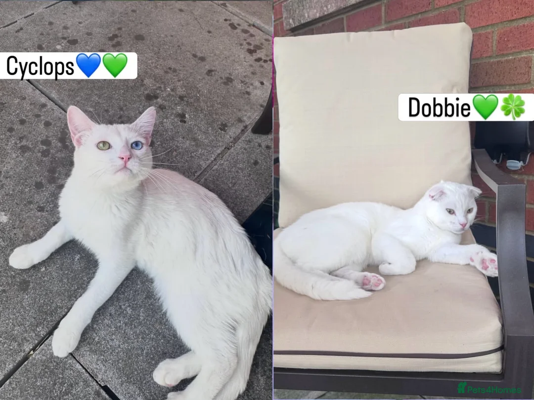 Scottish Fold cats for sale: Pure white Scottish Fold Dobby & odd eye Cyclops  - Advert 1