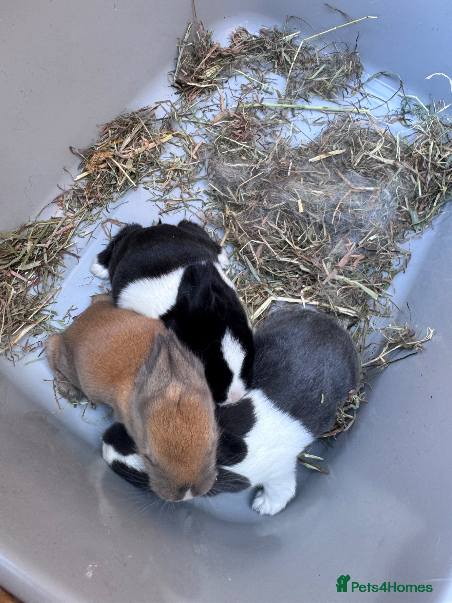 Mixed Breed rabbits 🐰 Beautiful Baby Rabbits – Ready from 8 Weeks - Advert 1