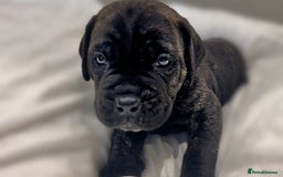 Cane Corso dogs for sale: Cane Corso Puppies Looking for Their Forever Homes - Advert 5
