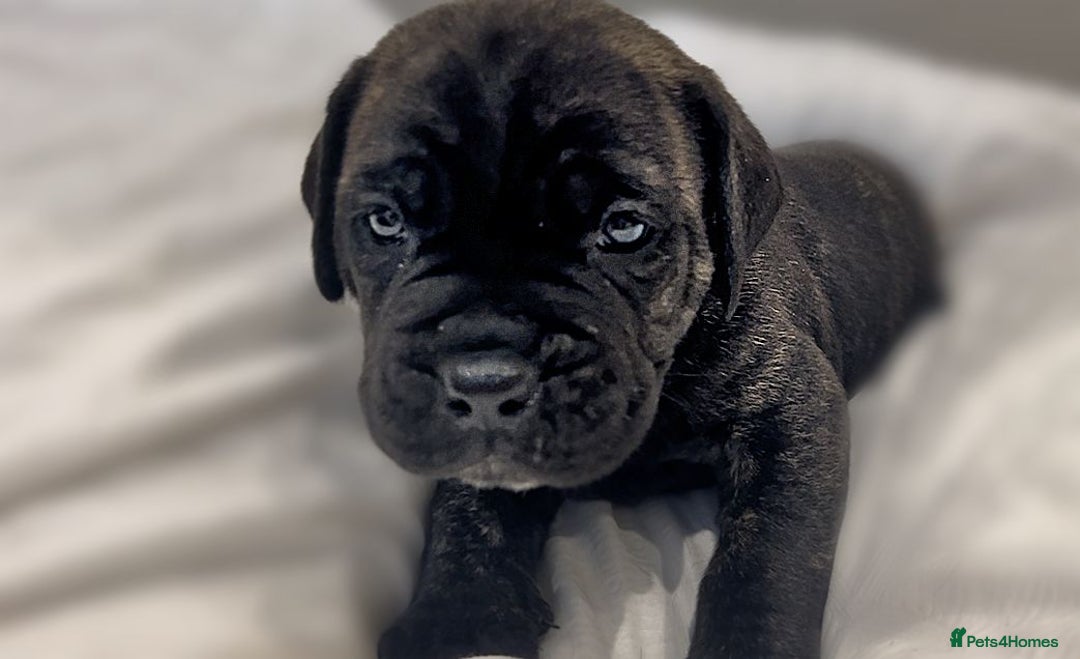 Cane Corso dogs for sale: Cane Corso Puppies Looking for Their Forever Homes - Advert 5