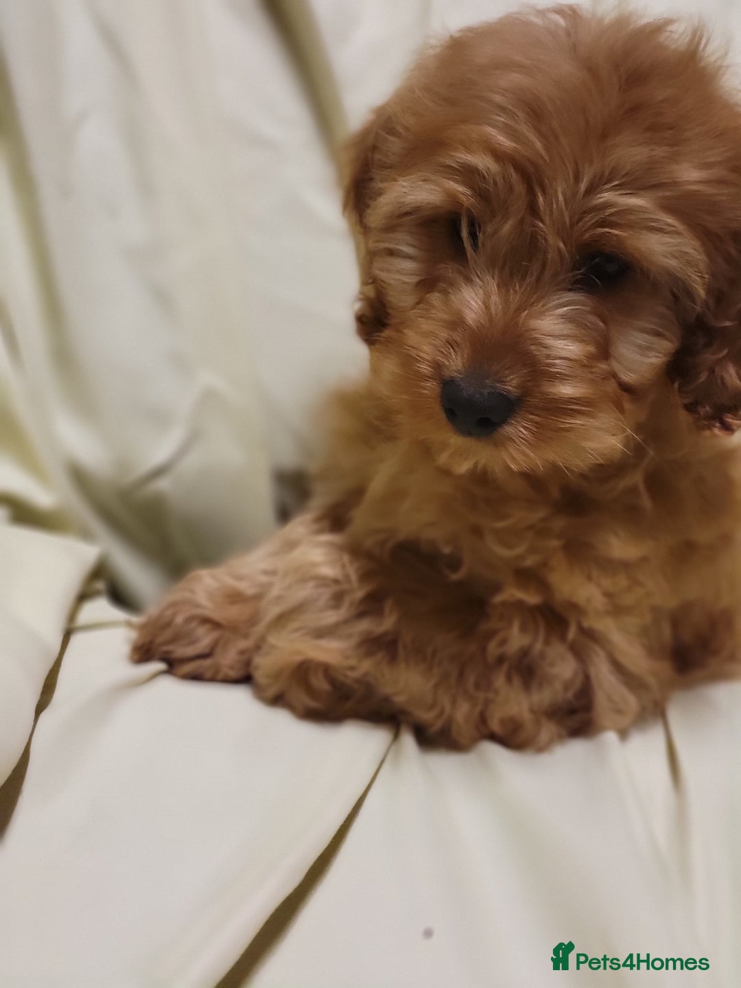 Cockapoo dogs for sale: Cockapoo puppies  - Advert 7