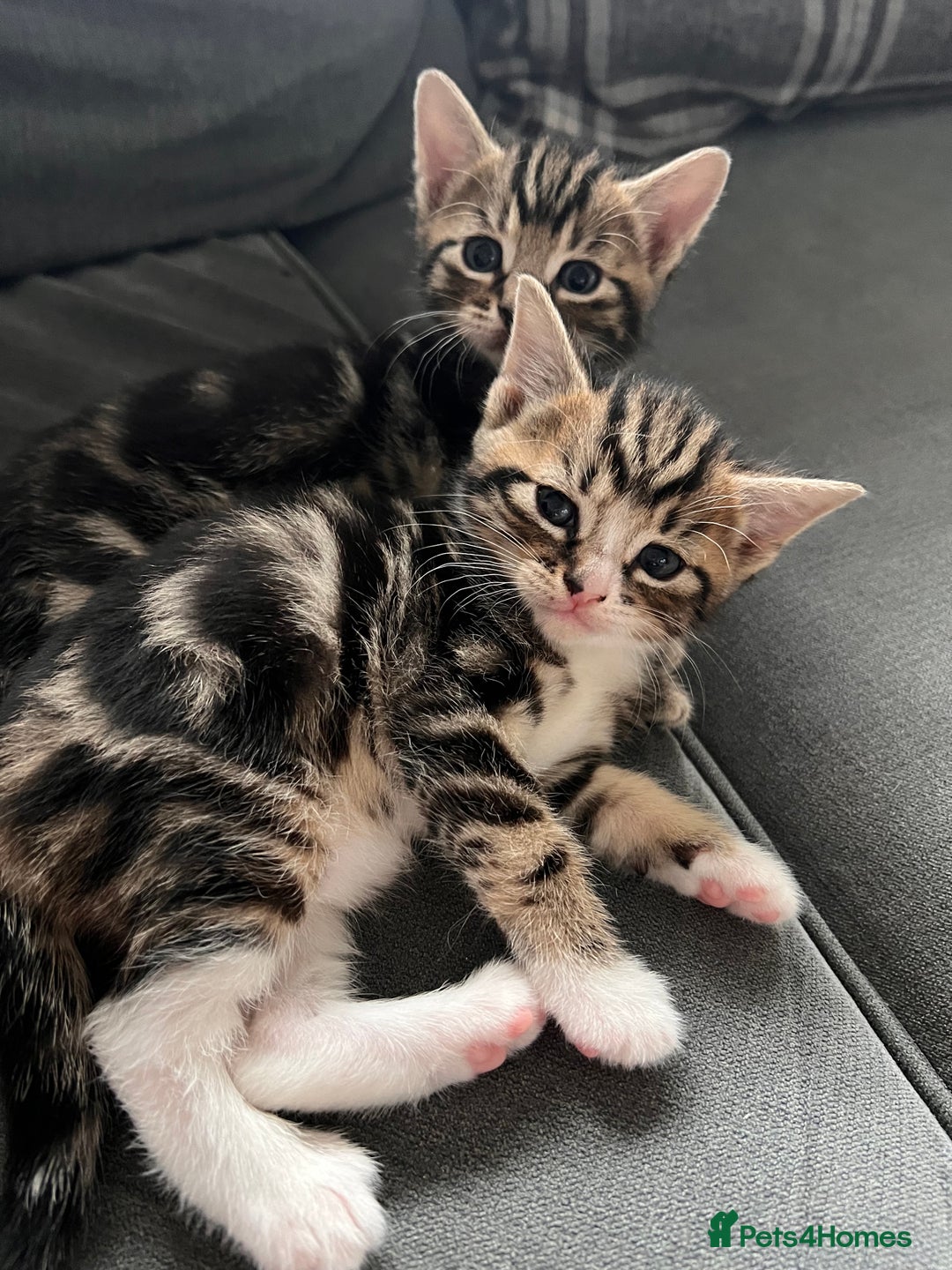Domestic Shorthair cats for sale: 2 Female Tabby Kittens For Sale - Image 7