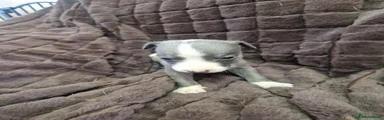 Whippet Puppy 4