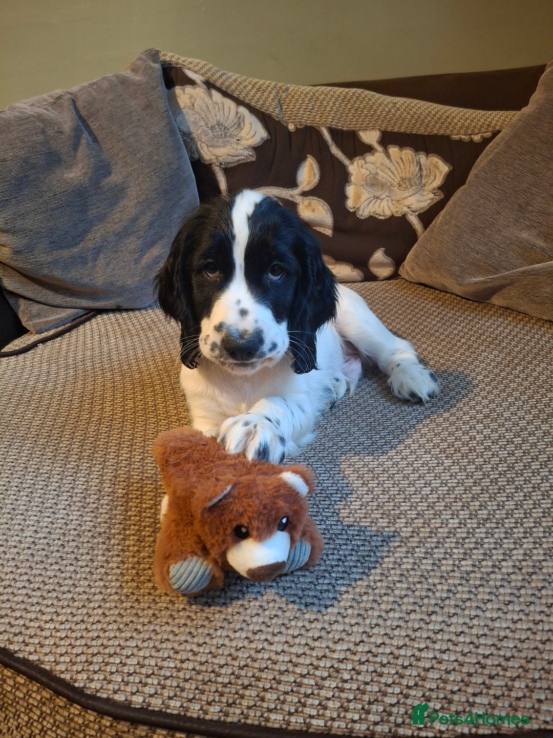 Cocker Spaniel dogs for sale: Our last pup - Ready now - KC Reg cocker spaniel! - Advert 8