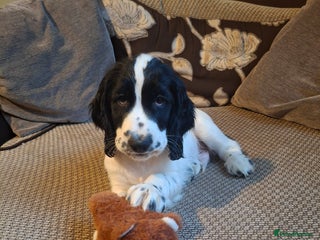 Cocker Spaniel dogs Our last pup - KC Registered cocker spaniel! - Advert 14