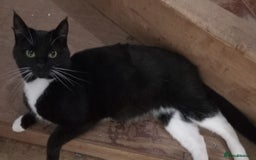 Mixed Breed cats for sale: Gorgeous mixed kittens  - Image 2
