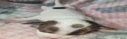 Jack Russell dogs for sale: Jack Russell pups - Advert 5