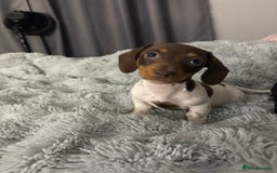 Miniature Dachshund dogs for sale: Four beautiful miniature dachshund girls - Advert 11