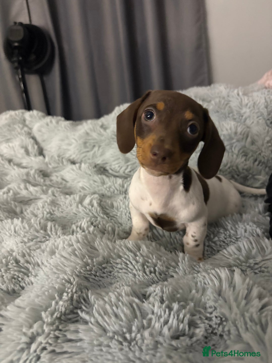 Miniature Dachshund dogs for sale: Four beautiful miniature dachshund girls - Advert 11