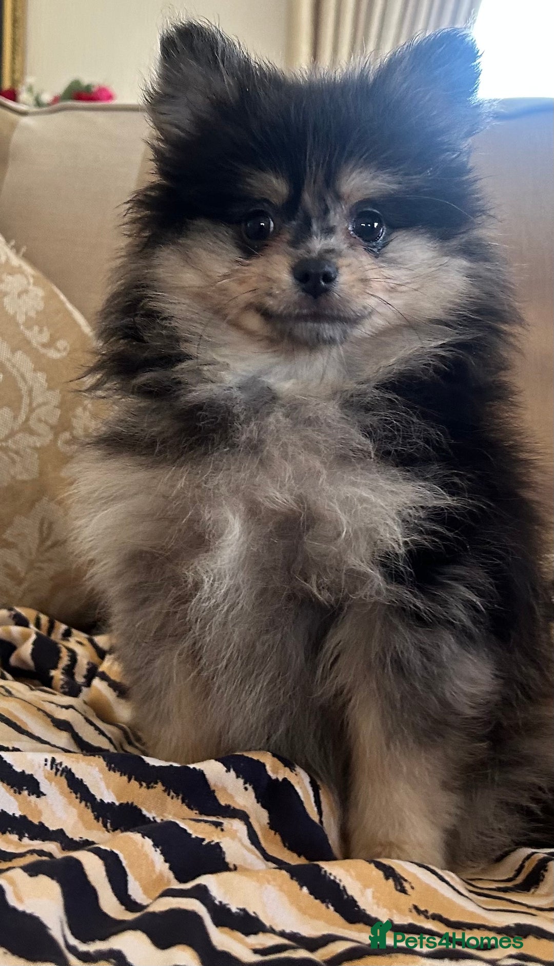 Pomeranian dogs for sale: Stunning litter merl Pomeranian - Image 34