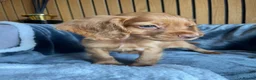 Cocker Spaniel dogs for sale: KC reg Working cockers - Outstanding pedigree - Advert 13