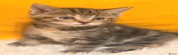 British Shorthair cats for sale: British Shorthair Mix Kittens Girls &Boys  - Advert 11