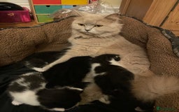 British Longhair cats for sale: British Longhair x domestic black white kittens - Image 20