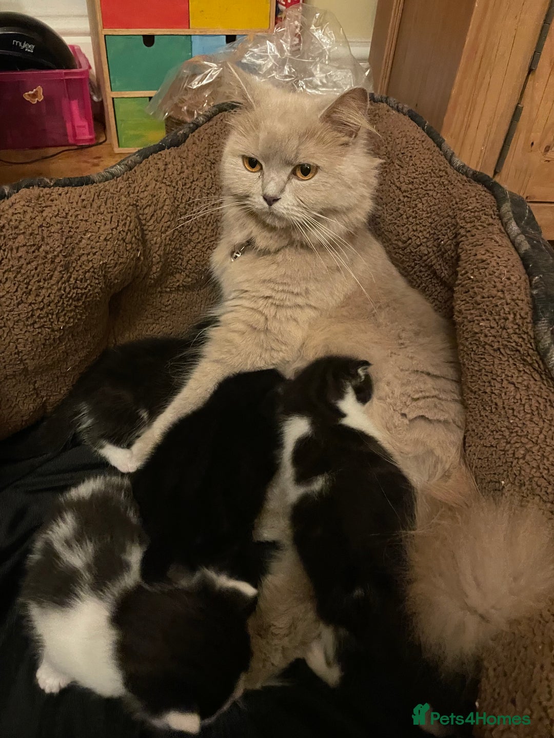 British Longhair cats for sale: British Longhair x domestic black white kittens - Image 20