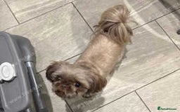 Shih Tzu dogs for sale: shih tzu F1 puppies  - Advert 14