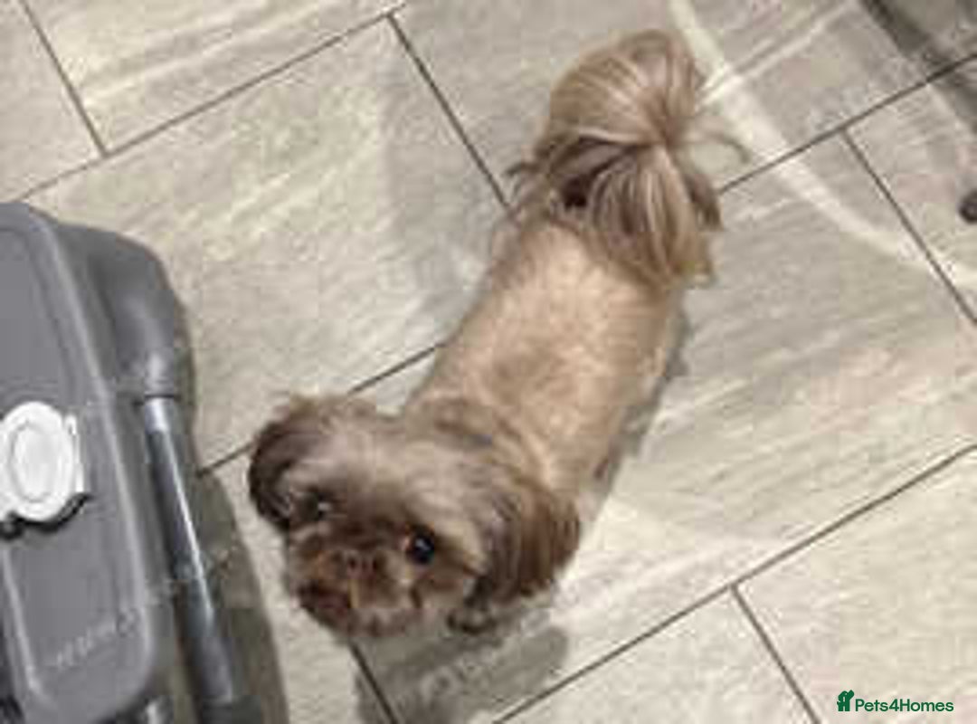 Shih Tzu dogs for sale: shih tzu F1 puppies  - Advert 14