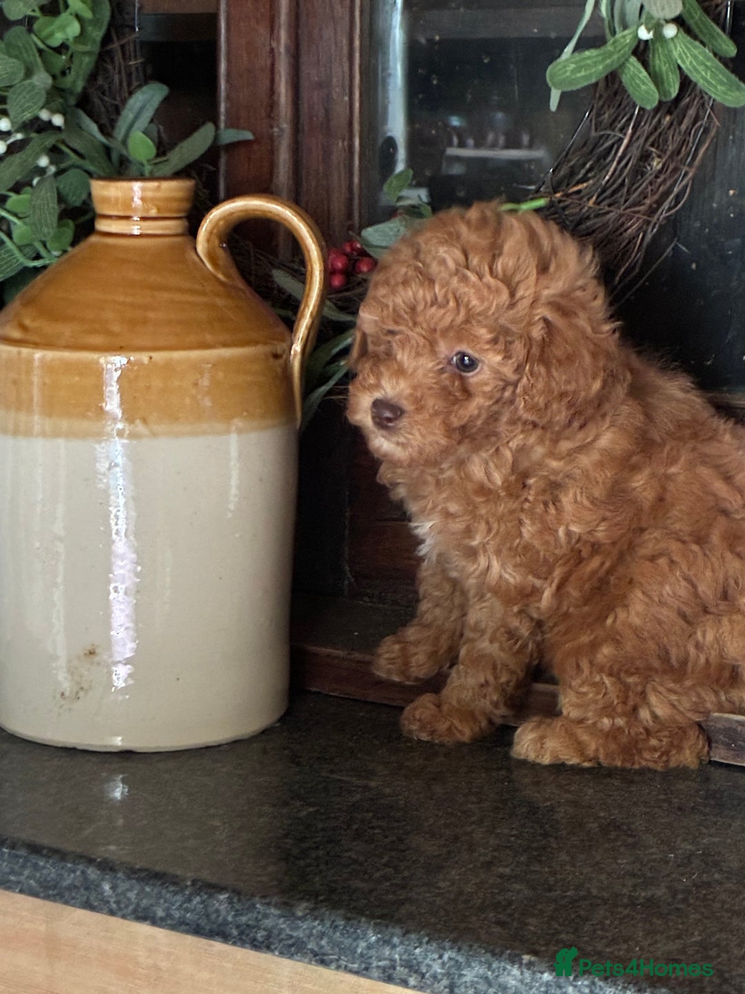 Toy Poodle dogs for sale: Red and Apricot Tiny Toy Poodles - Ready Soon - Advert 5