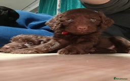 Cockapoo dogs for sale: **Last** Male Cockapoo Puppies avaliable 8th Oct  - Image 19