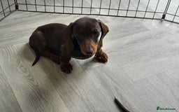 Miniature Dachshund dogs for sale: Miniature Dachshunds  in Diss - Image 13