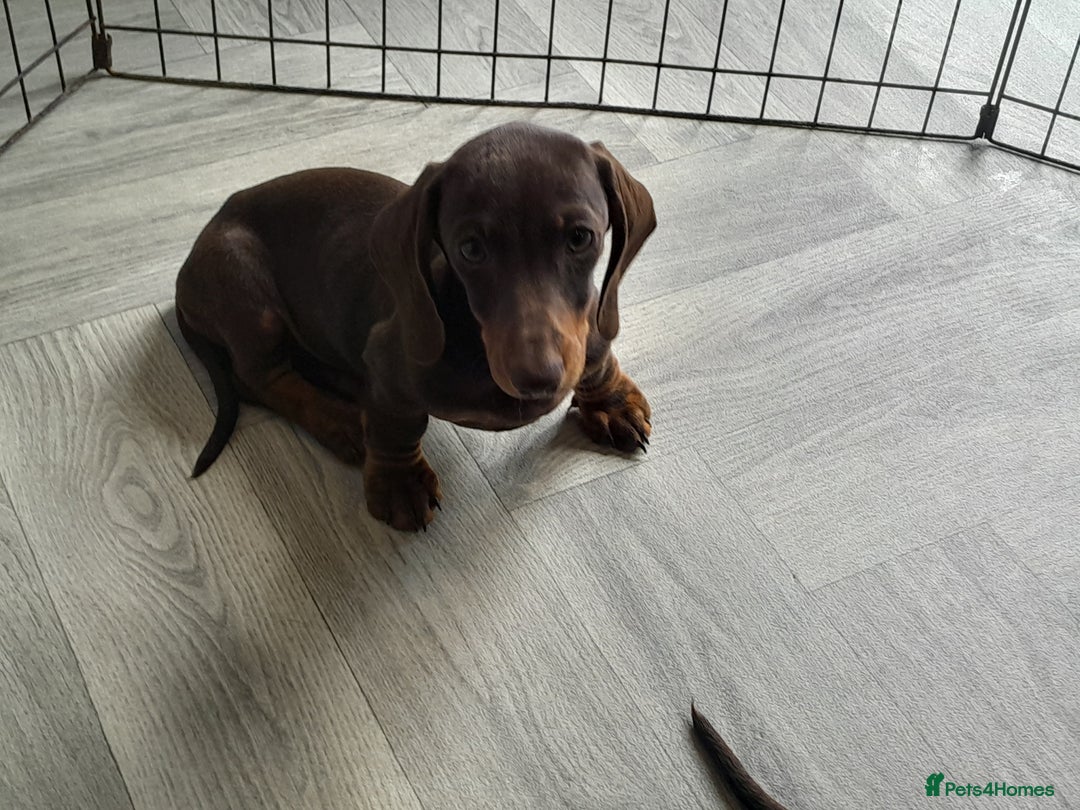 Miniature Dachshund dogs for sale: Miniature Dachshunds  in Diss - Image 13