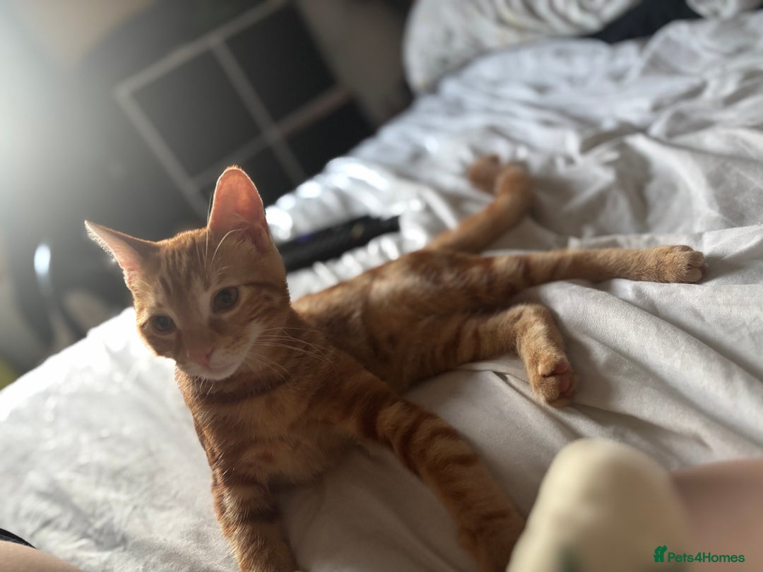 Domestic Shorthair cats for sale: Kitten for rehoming  - Image 2