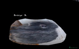 Mini Lop rabbits for sale: 6 beautiful mini lops, 3 girls 3 boys - Image 9