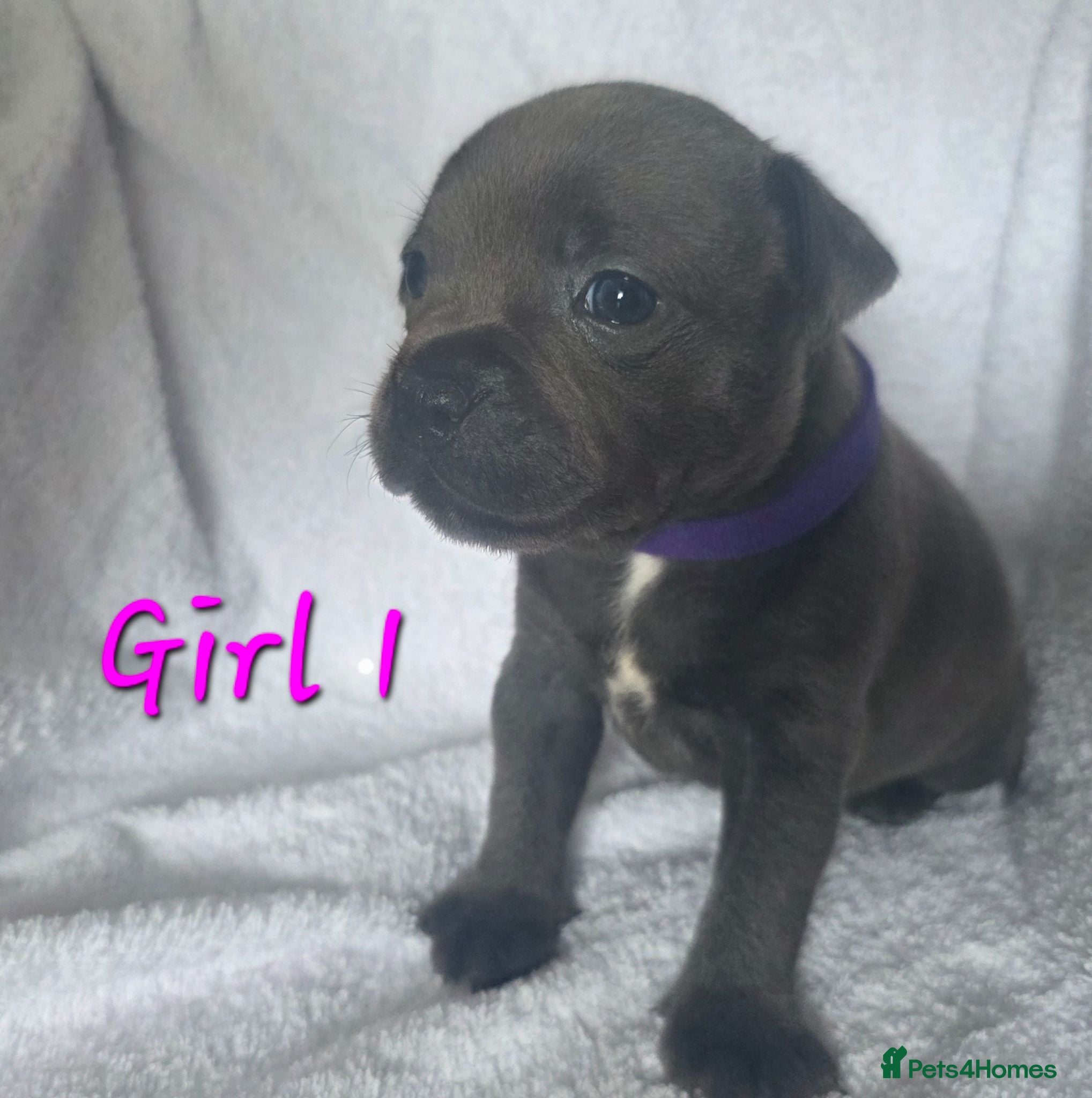 Staffordshire Bull Terrier dogs Stunning Blue Staffordshire Bull terrier puppy's  - Advert 2