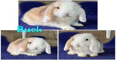 Mini Lop rabbits - Advert 13