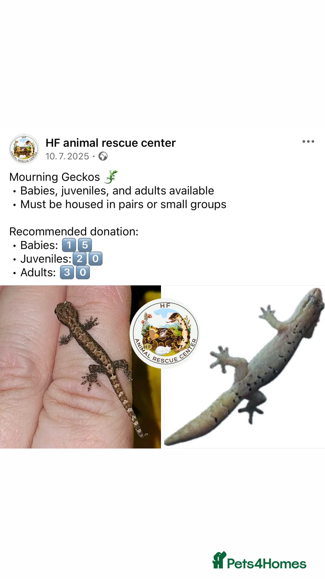 Gecko reptiles for sale: Lizards for rehome  - lot to choose from  in Nottingham - Advert 16