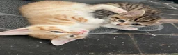 Cornish Rex cats for sale: Half Cornish Rex and Half Domestic kittens.  - Advert 2