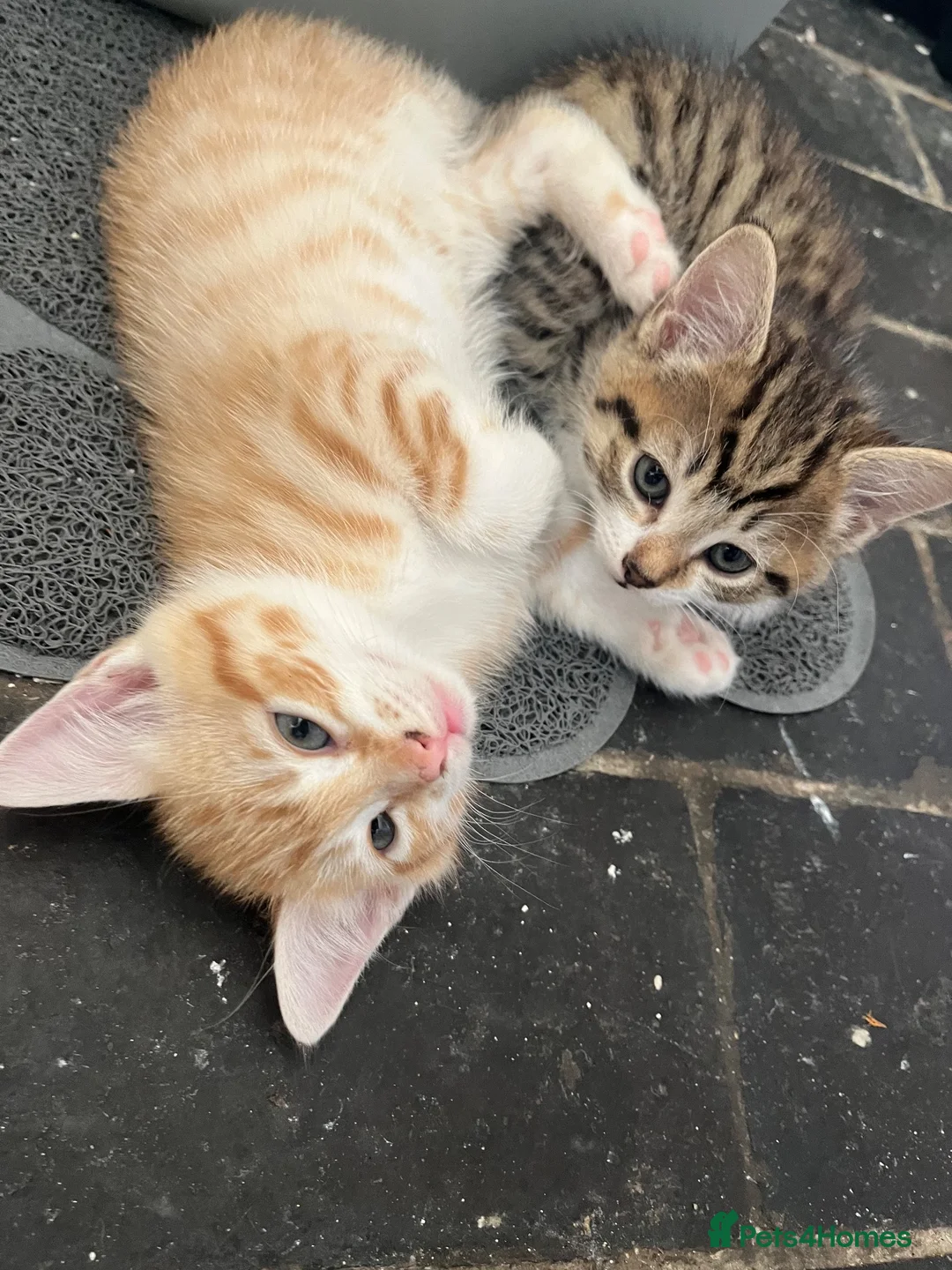 Cornish Rex cats for sale: Half Cornish Rex and Half Domestic kittens.  - Advert 2
