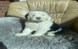 Old English Sheepdog dogs for sale: Kc old English sheep dog puppies  - Image 2