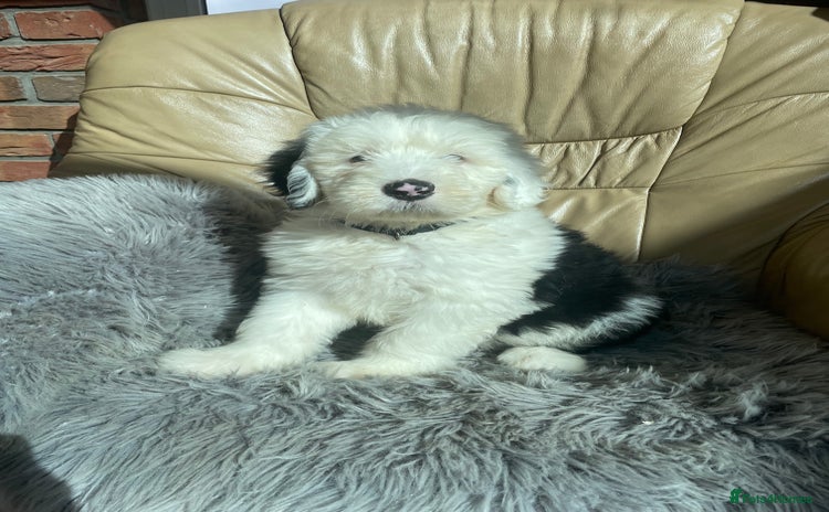 Old English Sheepdog dogs - Advert 1