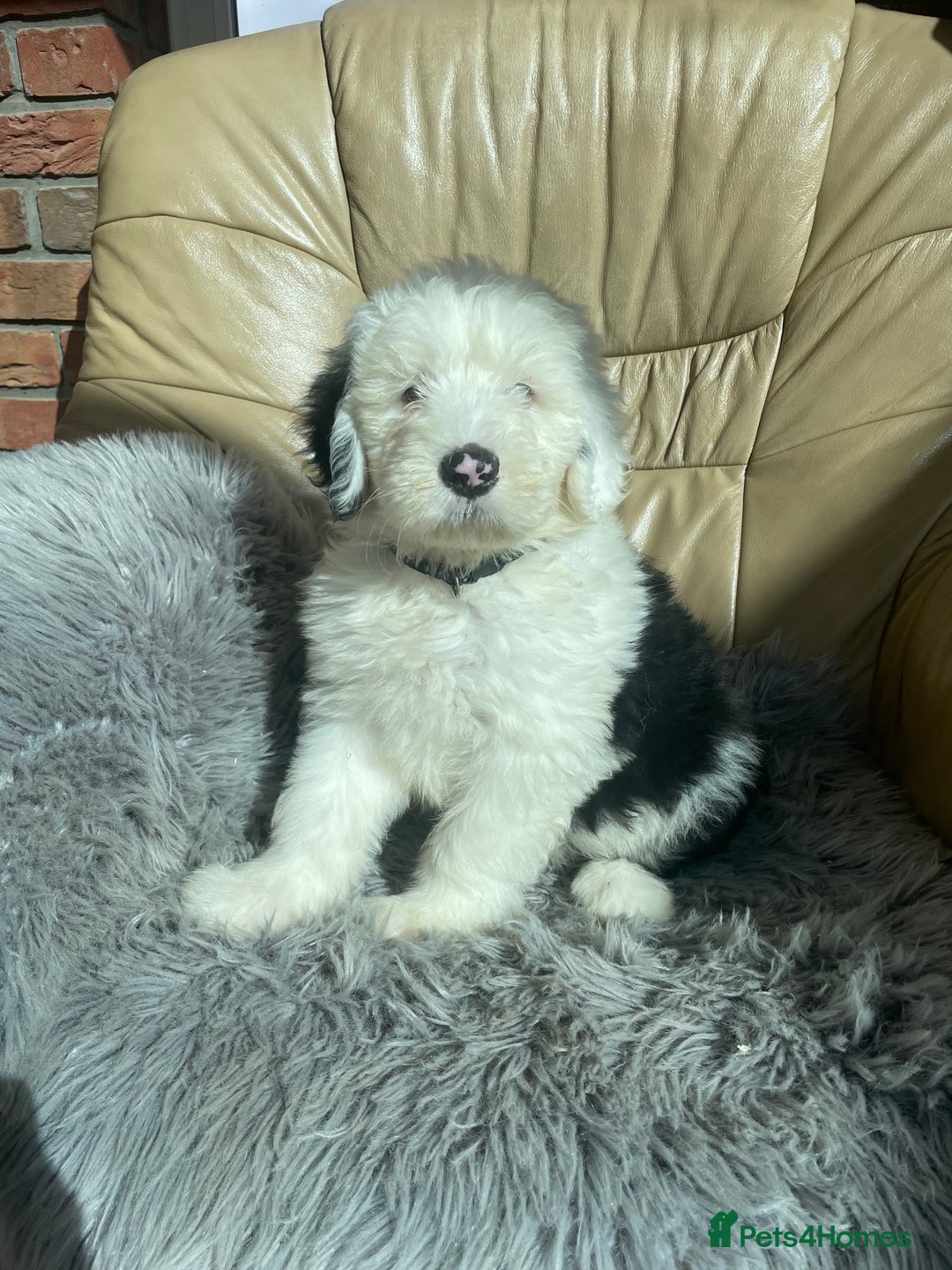 Old English Sheepdog dogs for sale: Kc old English sheep dog puppies  - Image 2