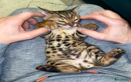 Bengal cats for sale: Top quality pure Bengal kittens available now - Image 18