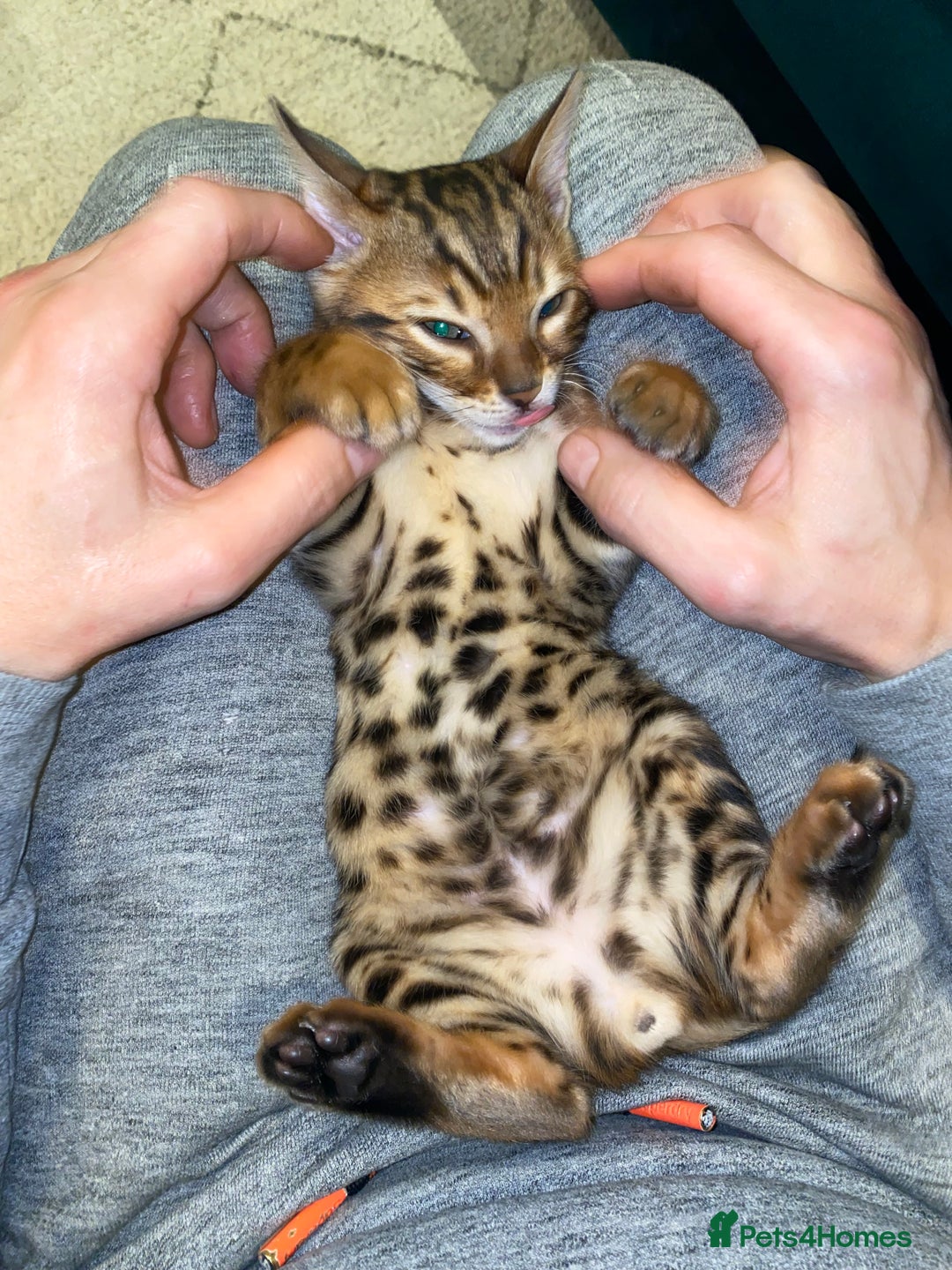 Bengal cats for sale: Top quality pure Bengal kittens available now - Image 18