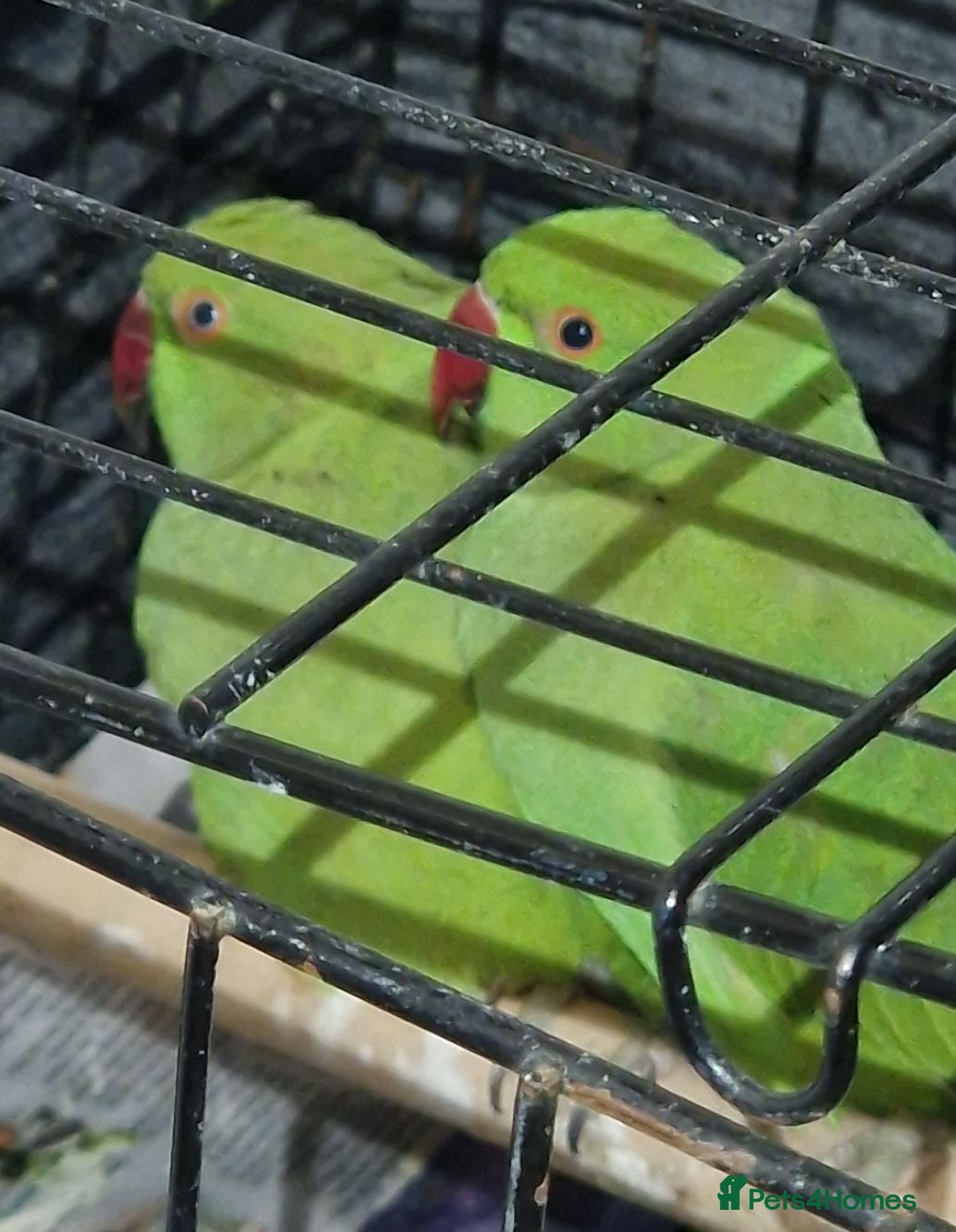 Ringnecks birds Indian Ringneck Parrot For Sale - Advert 6