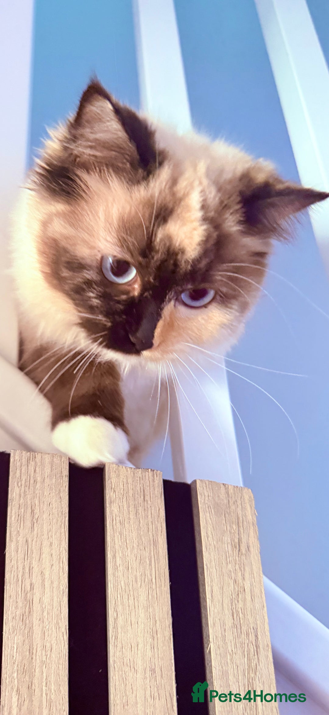 Ragdoll cats for sale: A very happy ragdoll girl  - Advert 5