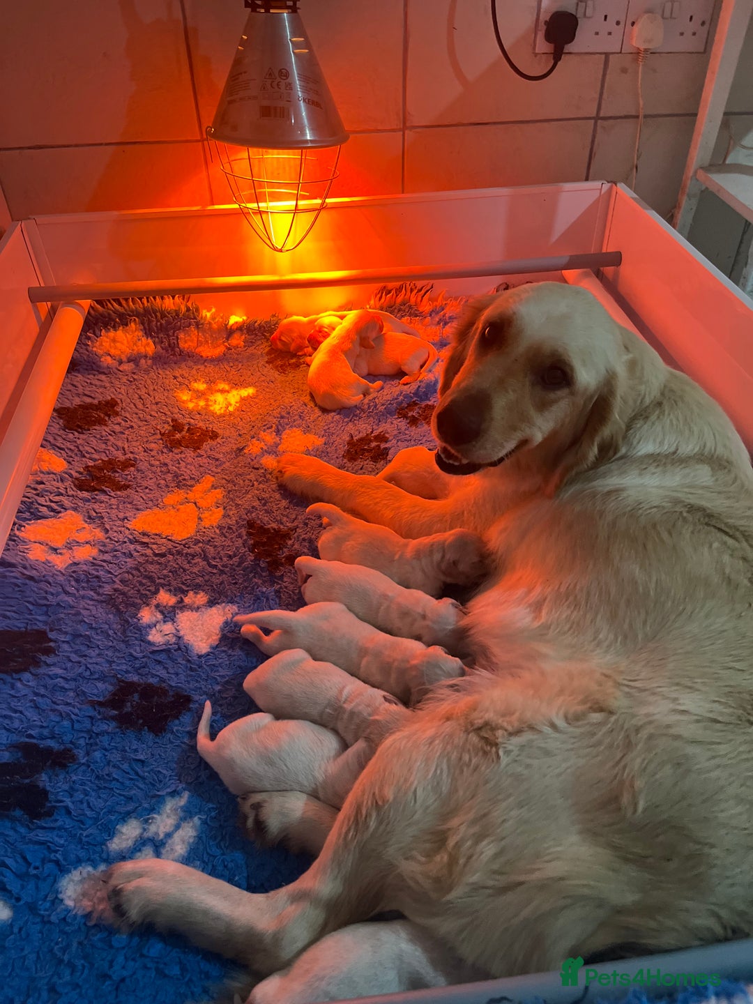 Golden Retriever dogs for sale: Exceptional Golden retriever puppies - Image 2