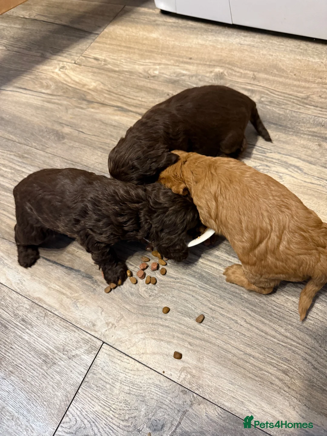 Cockapoo dogs for sale: Sale of Beautiful F2b Miniature Cockapoo Puppies.  in Carlisle - Advert 5