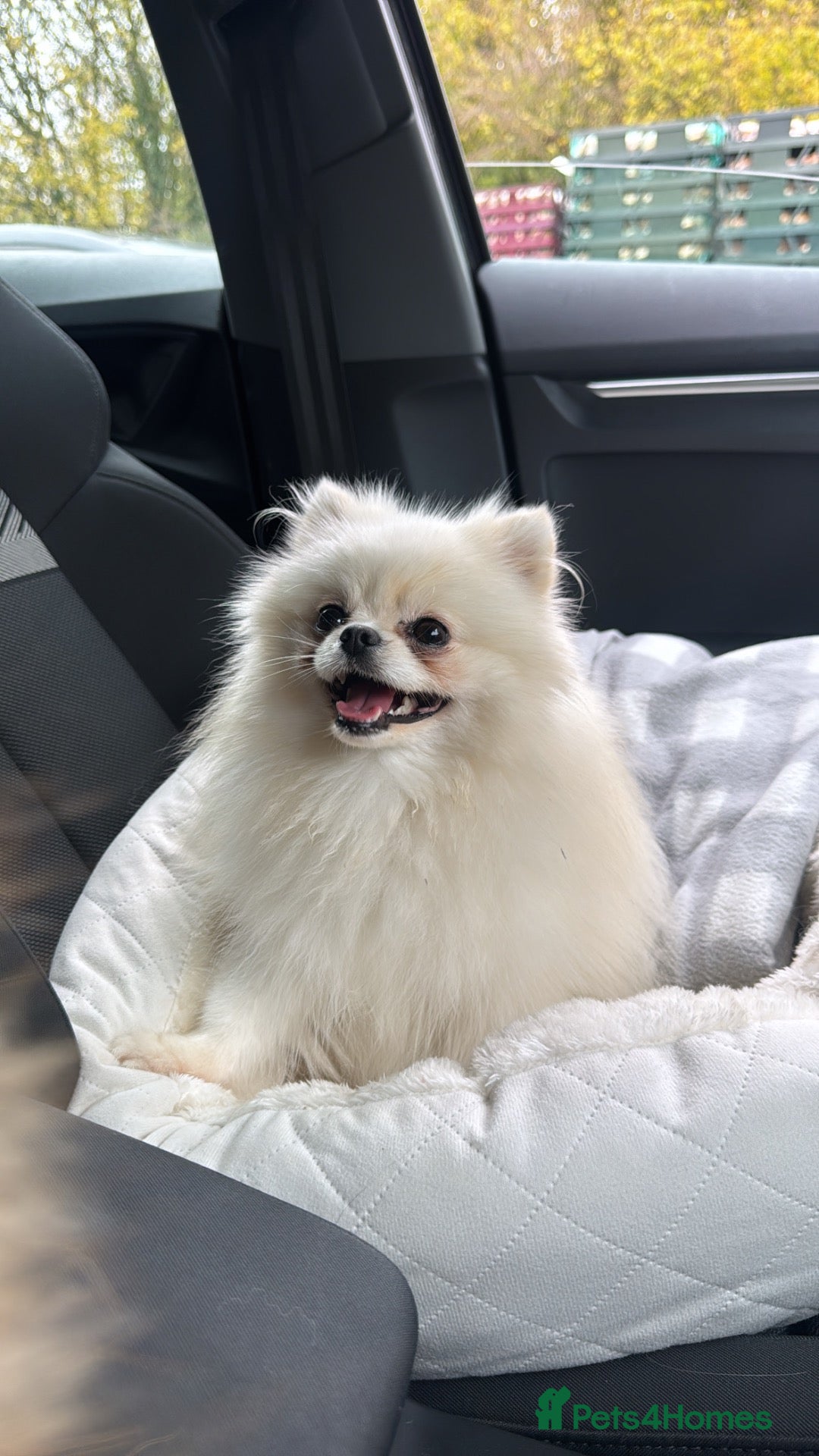 Pomeranian dogs Kc Korean doll beauty - Advert 19
