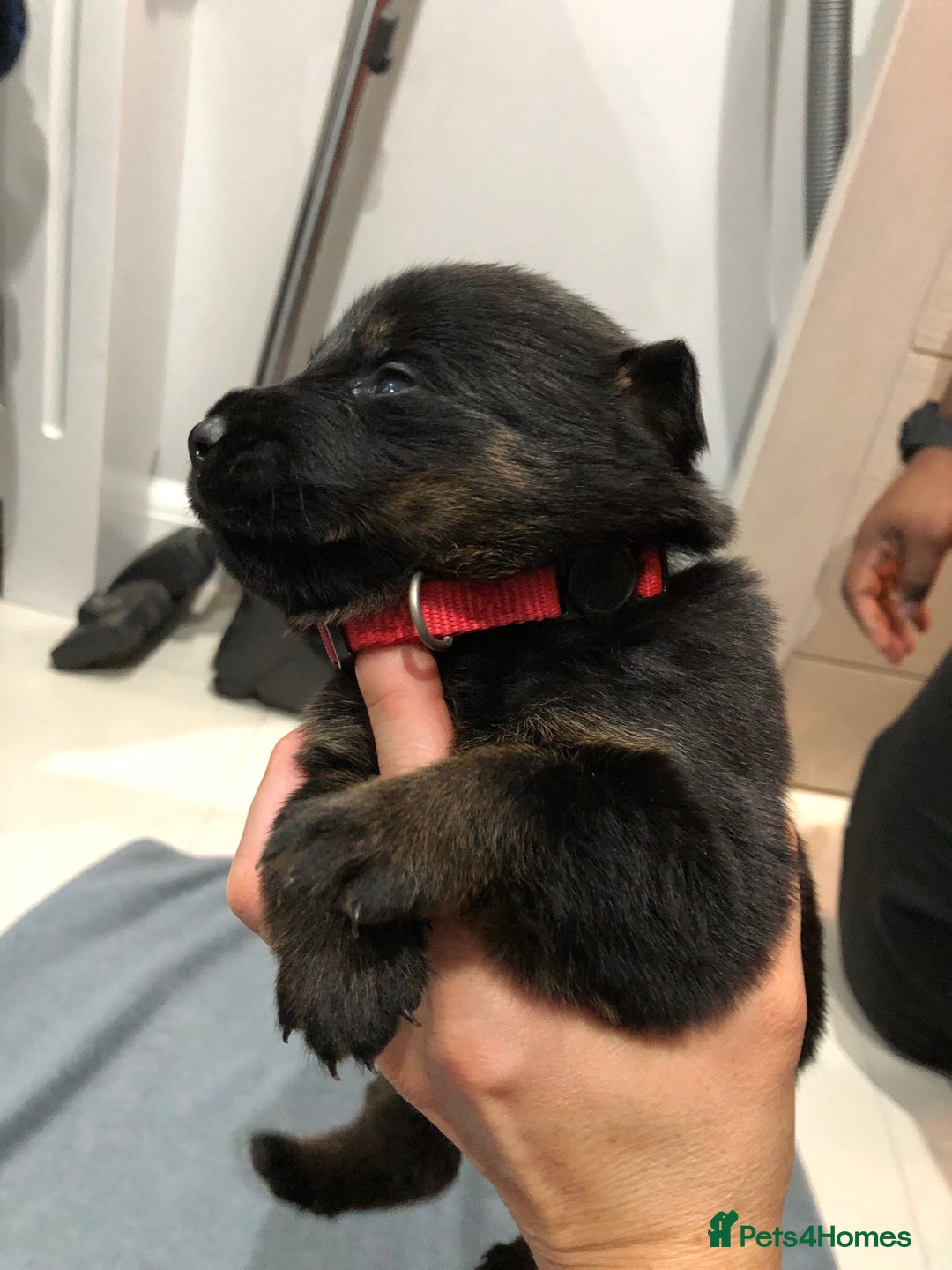 Mixed Breed dogs for sale: Rottweiler x German shepherd pupps - Advert 4