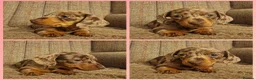 Miniature Dachshund dogs for sale: Female chocolate dapple READY NOW - Advert 1