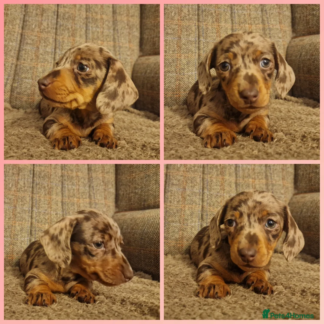 Miniature Dachshund dogs for sale: Female chocolate dapple READY NOW - Advert 1