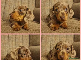 Miniature Dachshund dogs Female chocolate dapple READY NOW - Advert 12