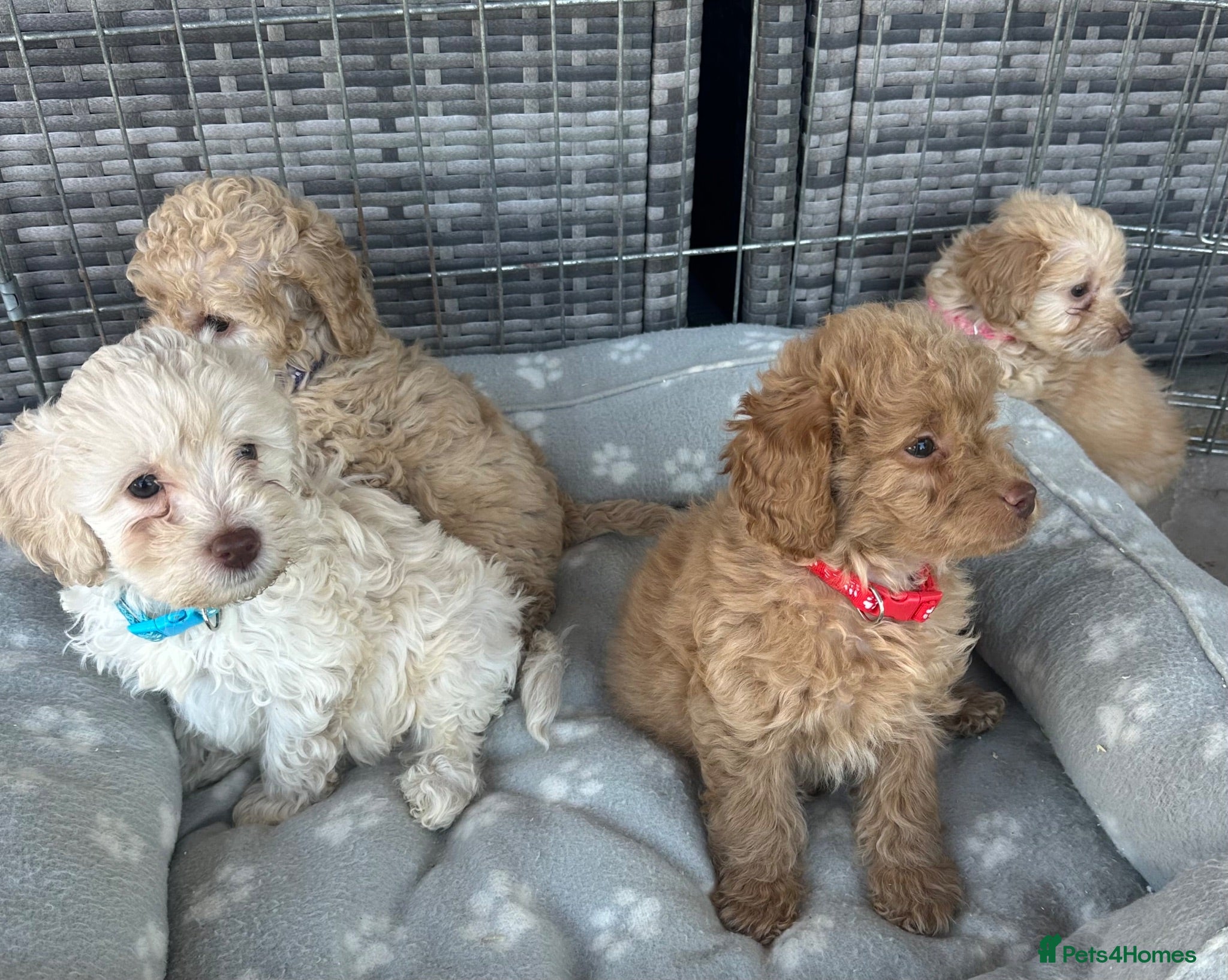 Jackapoo dogs Beautiful Jackapoos for sale  - Advert 2