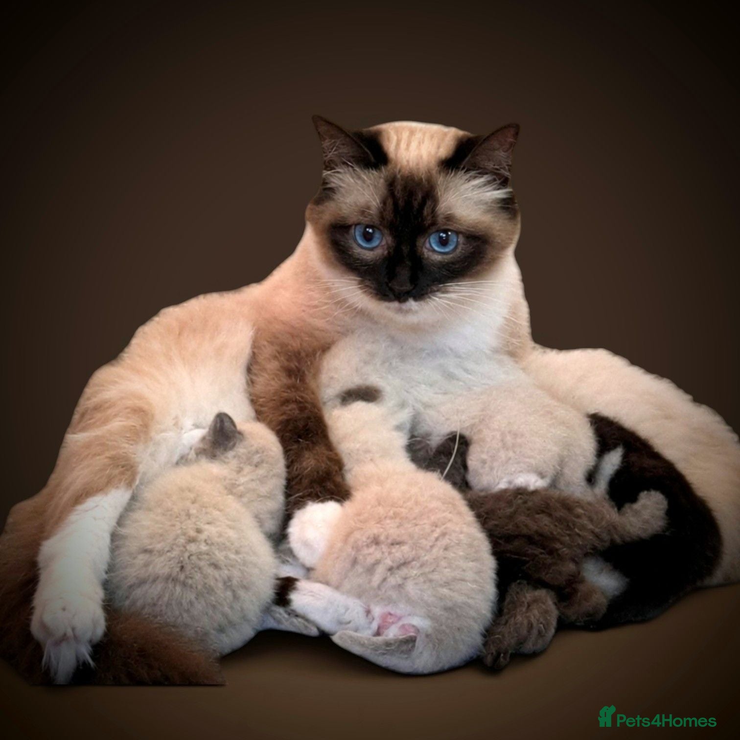 Ragdoll cats Ragdoll 3/4 x Persian kittens 1/4 - Advert 4