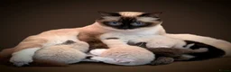 Ragdoll cats for sale: Ragdoll 3/4 x Persian kittens 1/4 in Cheddar - Advert 1