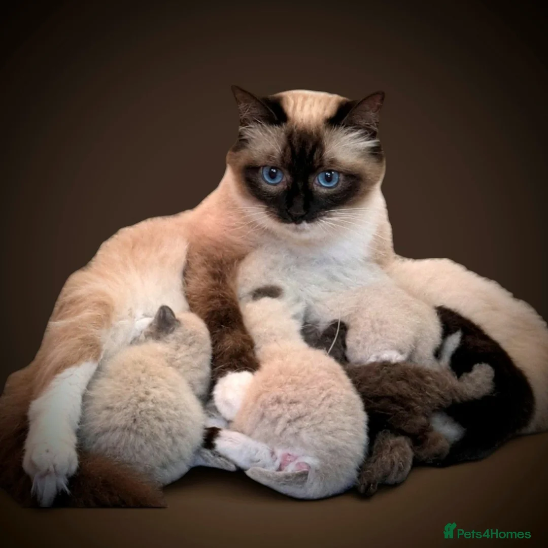 Ragdoll cats for sale: Ragdoll 3/4 x Persian kittens 1/4 in Cheddar - Advert 1